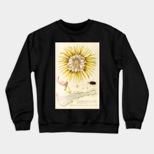 Night blooming Cereus flower dissectation - botanical illustration Crewneck Sweatshirt